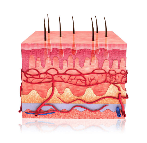 피부 구조 이미지